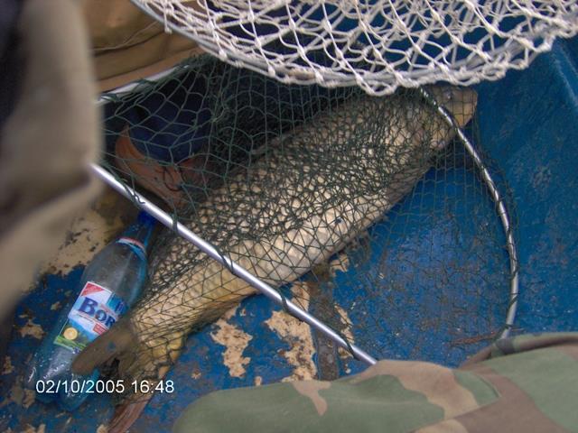 delta rosu 2005 - im000692.jpg